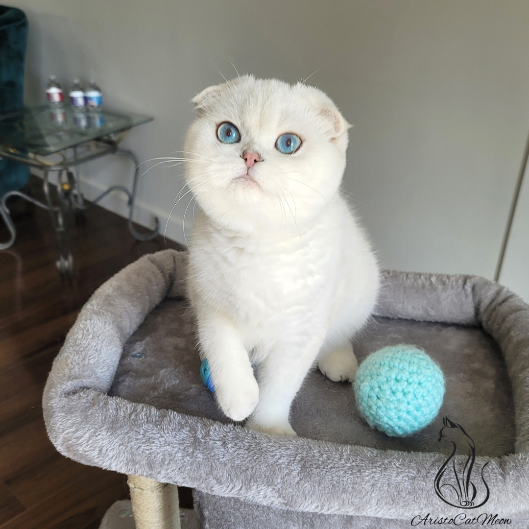 Scottish fold kittens for sale