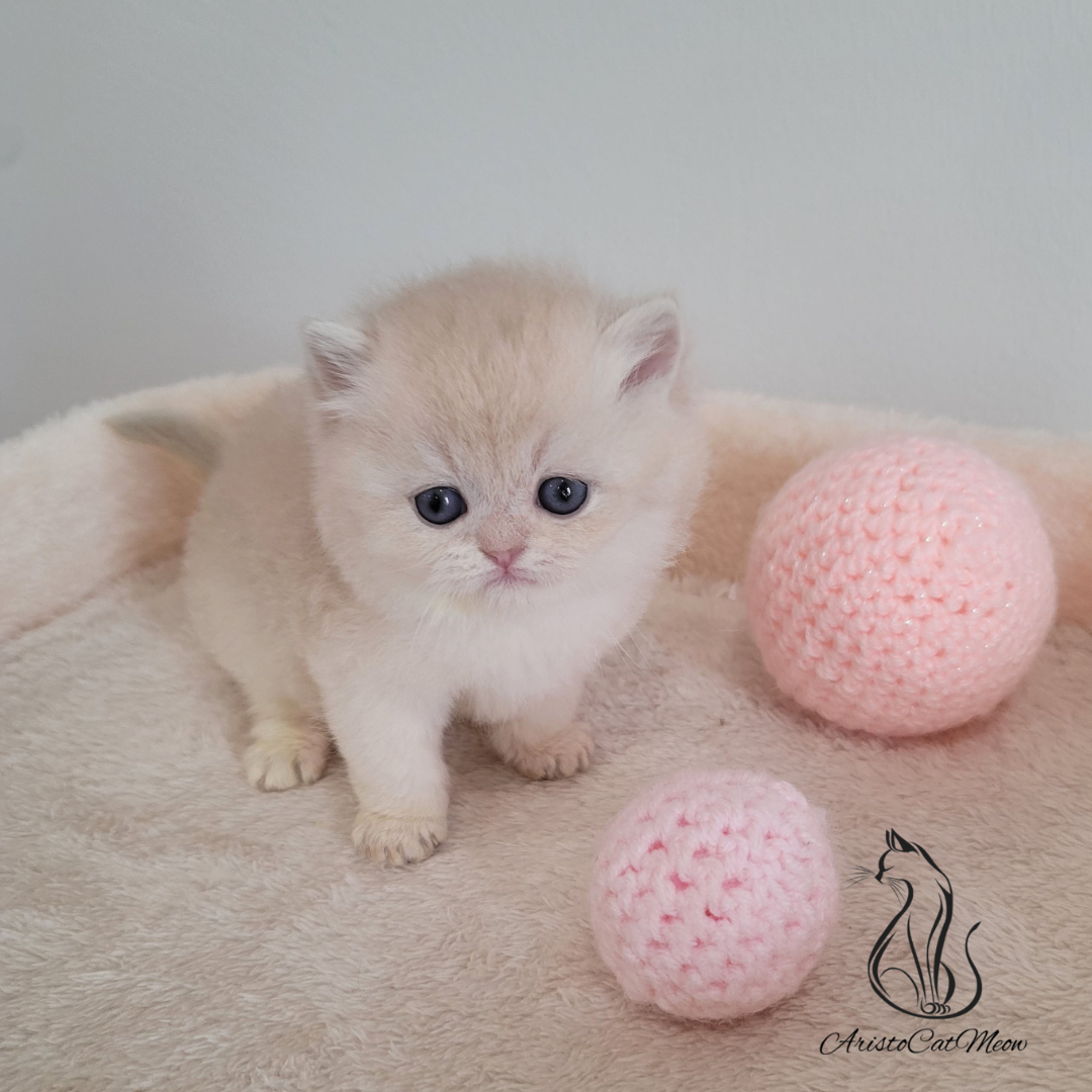 British shorthair kittens for sale
