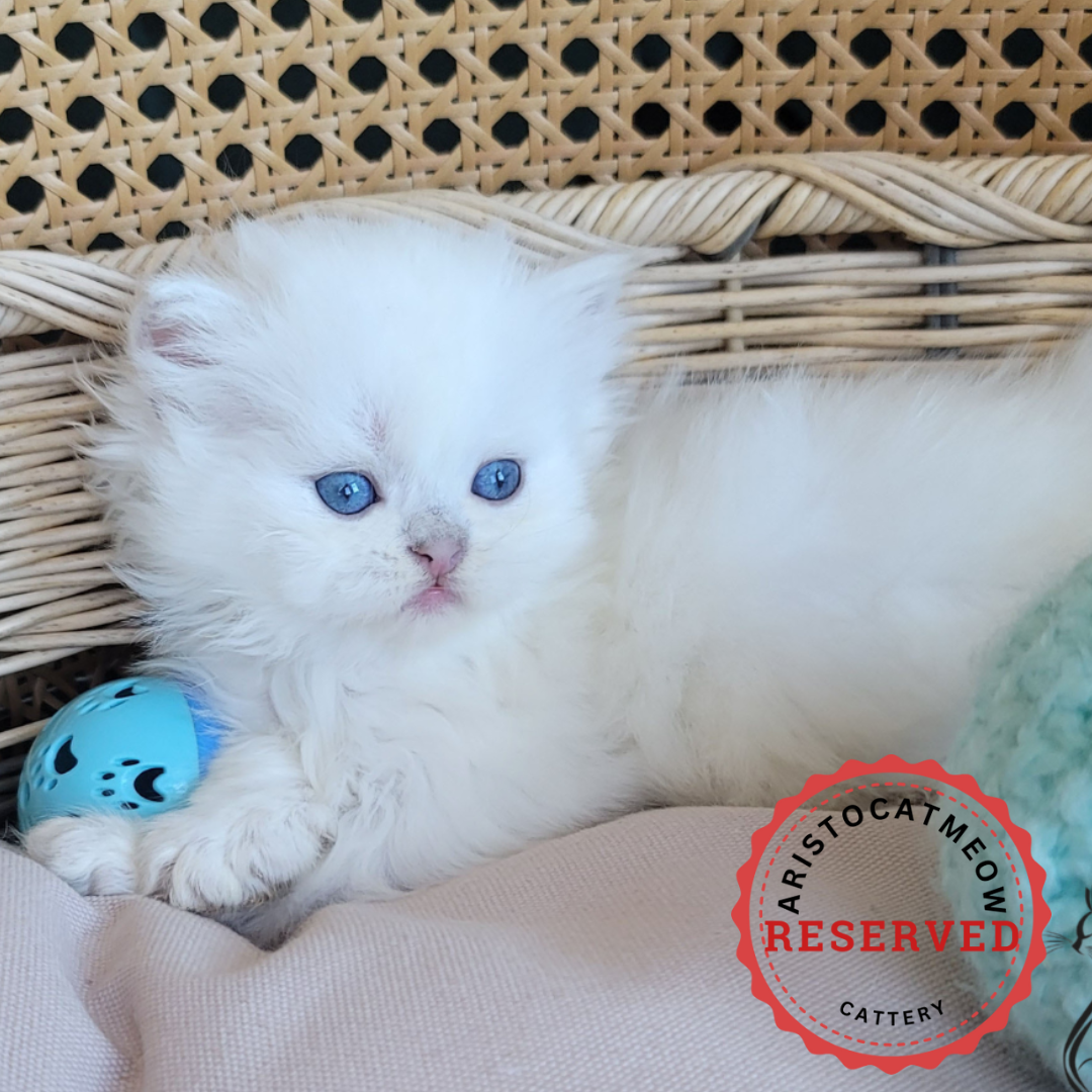 Purebred kittens for sale