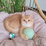 kittens for sale