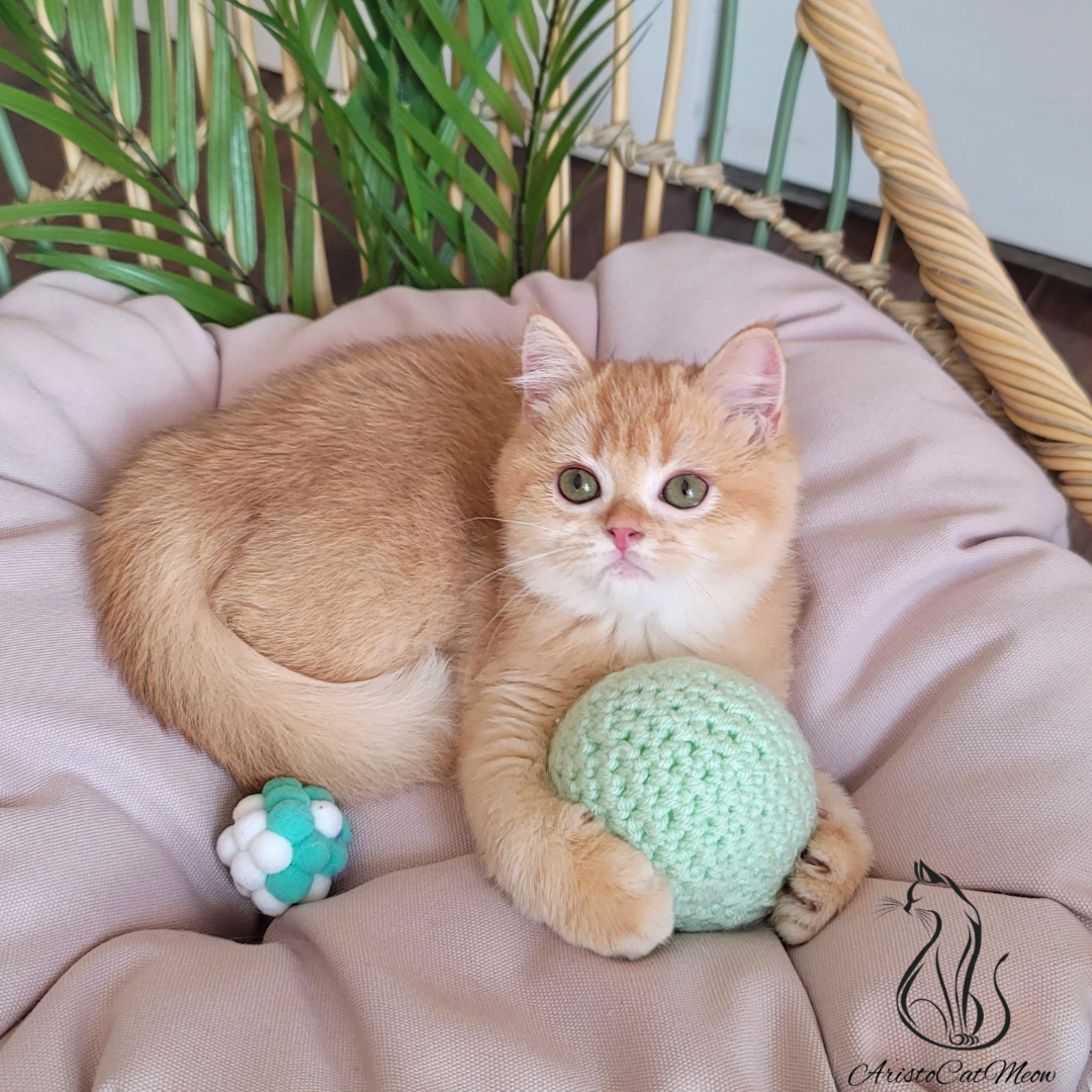 kittens for sale