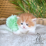 British Shorthair kittens for sale