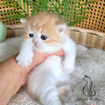 kittens for sale near me