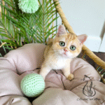 buy a kitten near me