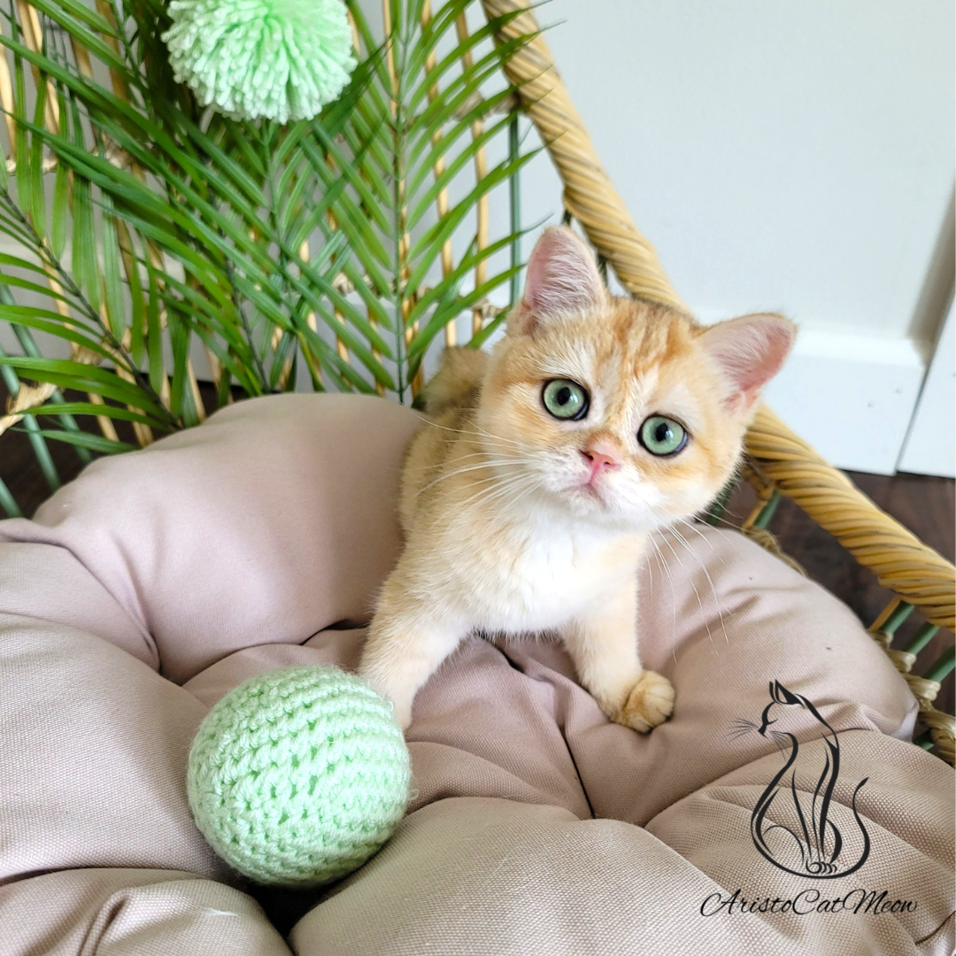 buy a kitten near me