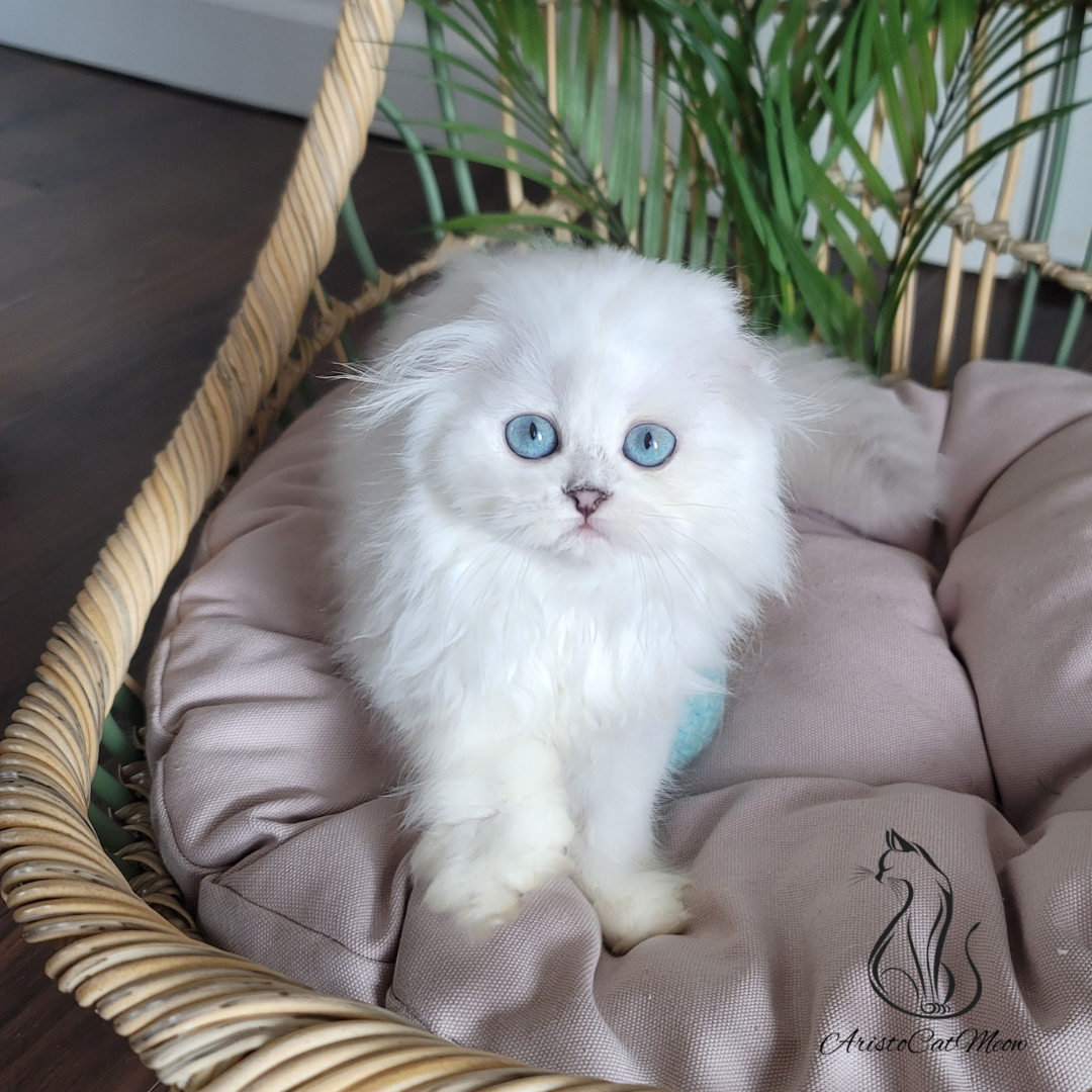 Scottish fold kittens for sale near me