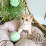 Buy a kitten near me